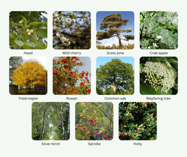 Photos of the 11 types of free trees being given away in December 2024.